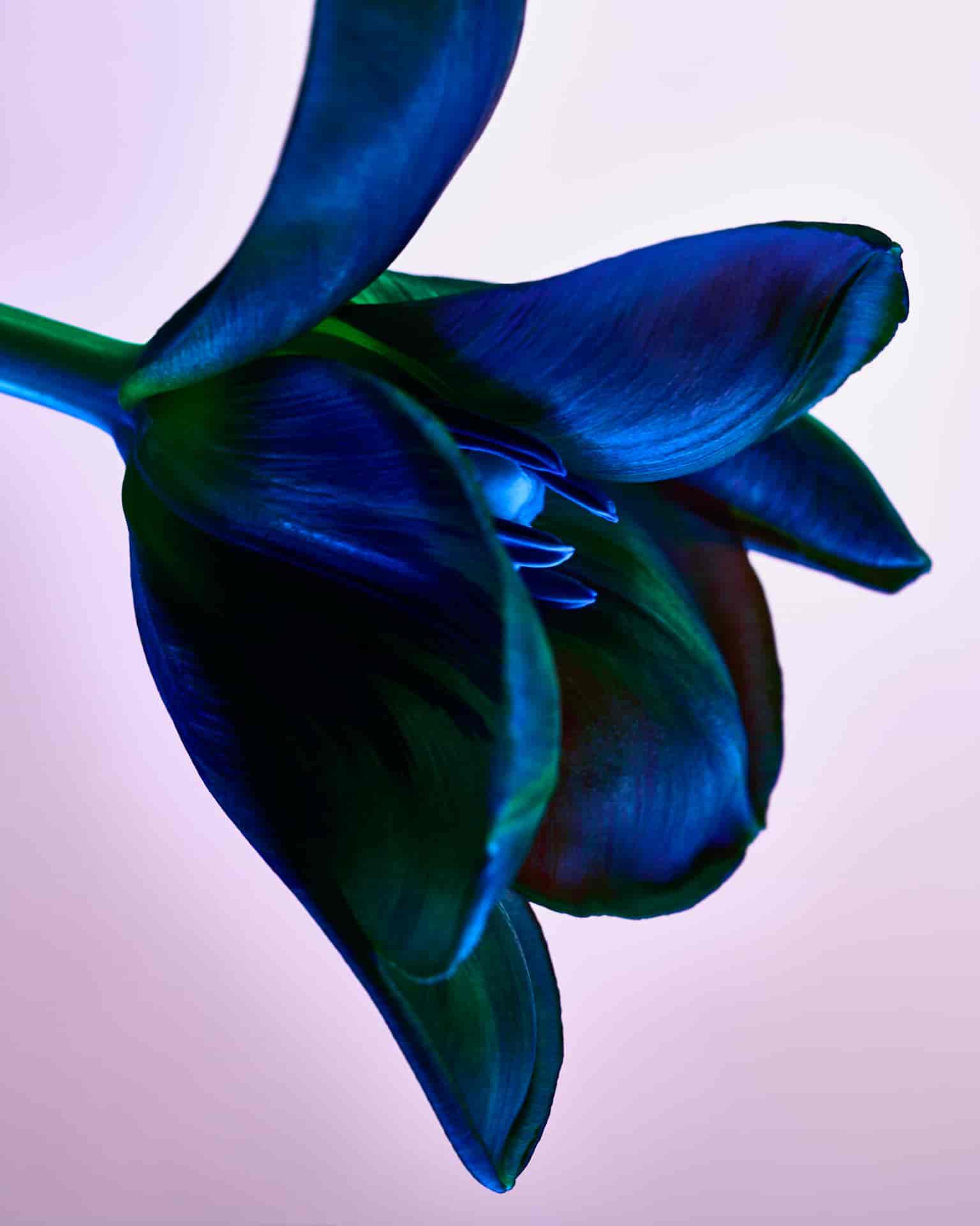 BAKER & EVANS FLOWERS & TEXTURES | P.P.