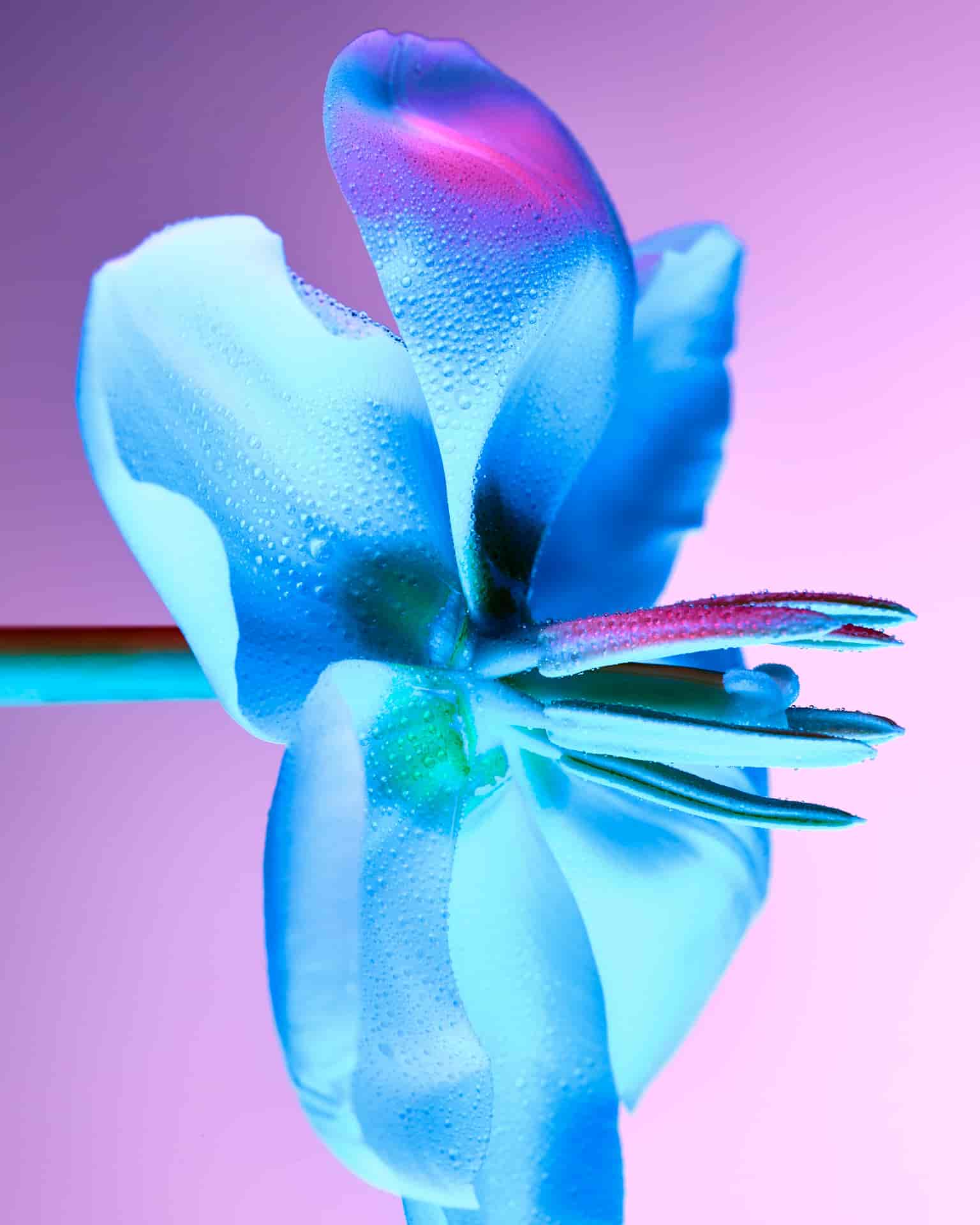 BAKER & EVANS FLOWERS & TEXTURES | P.P.